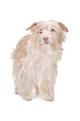 mixed breed podengo dog