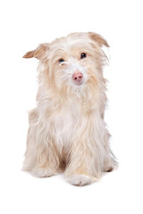 mixed breed podengo dog