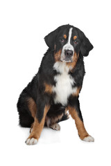 Bernese Mountain Dog