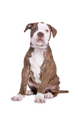 American Bulldog in front of a white background