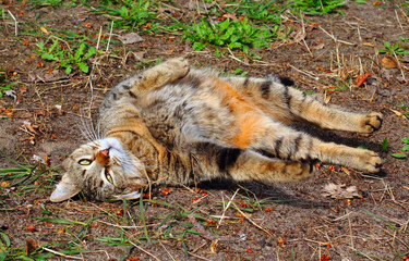 Bworn mongrel cat wallowing on he ground