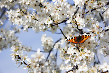 Fototapety  Schmetterling auf Kirschblüte