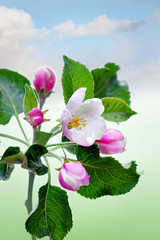 Blooming apple tree