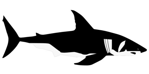 vector white shark