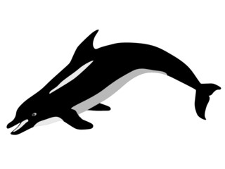 Fototapeta premium vector dolphin