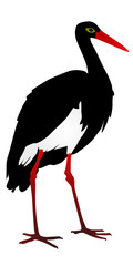 Stork