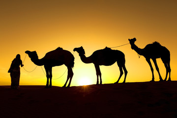 Fototapeta na wymiar Camel sylwetka pociąg na pustyni