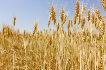 Wheat field against a blue sky