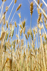 Wheat field against a blue sky