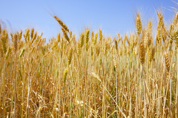 Wheat field against a blue sky