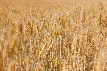 Fototapeta premium Wheat field