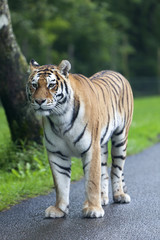 Tiger on the road