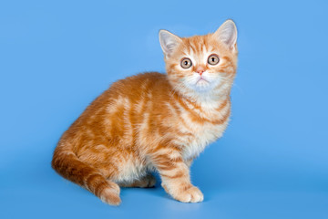 Little kitty on blue background