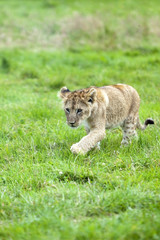 Lion Cub running across the grass