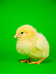 Newborn yellow chicken