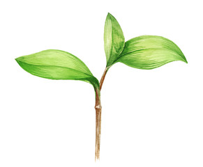 Watercolor illustration of young plant on white