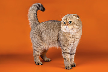 Scottish fold on orange background