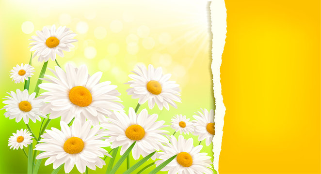 Nature background with daisy and ripped paper