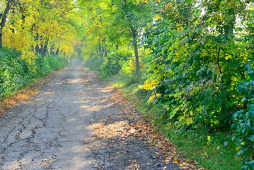 road in deep forest
