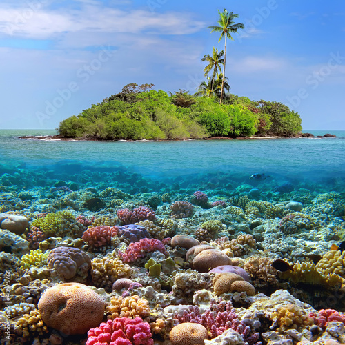 Coral Reef, Solomon Islands бесплатно