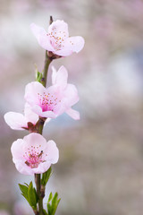 Fresh, spring tree with pink blossoms