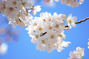 さくらと青空