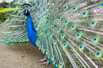 Obraz premium peacock's beauty