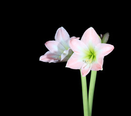 white amaryllis (Amaryllis belladonna L.)