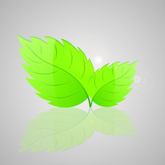 Background with fresh green leaves. Vector illustration.