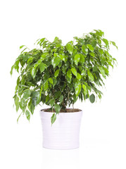 ficus dans pot déco
