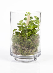 composition de végétaux dans un bocal