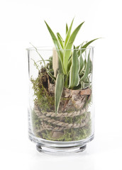 décoration plante verte dans bocal en verre