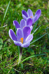 Flowers of spring crocus
