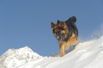sheep dog