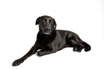 Black Labrador in front of white