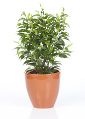 plante verte dans pot orange