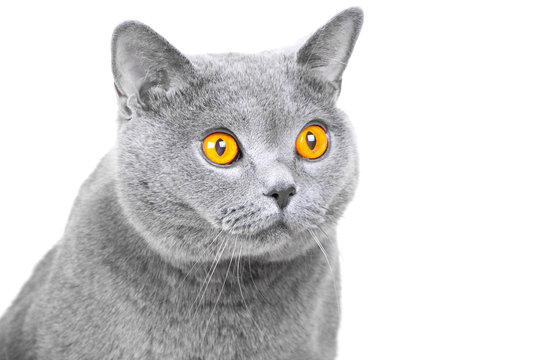 muzzle of young British blue cat on isolated white