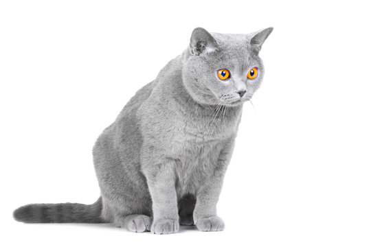 young British blue cat sitting on isolated white