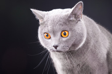beautiful young British blue cat on black