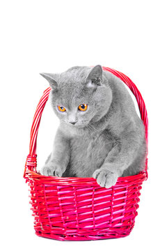 British blue cat sitting in pink basket on isolated white