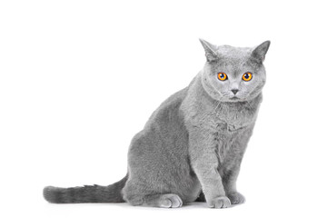 young British blue cat sitting on isolated white