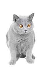 young British blue cat sitting on isolated white