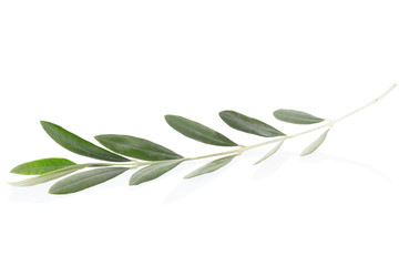 Olive twig on white, clipping path included
