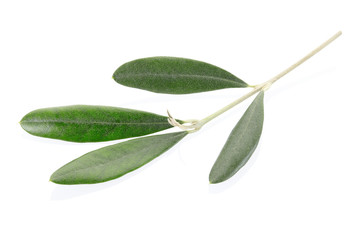 Olive twig and leaves on white, clipping path included