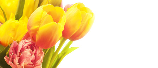 Tulips isolated on white with blank space