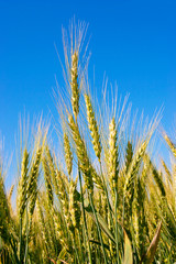 Rye in the close-up against the blue sky