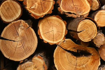 tree stump background - Powered by Adobe