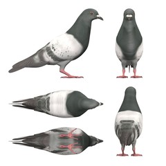 3d render of pigeon bird