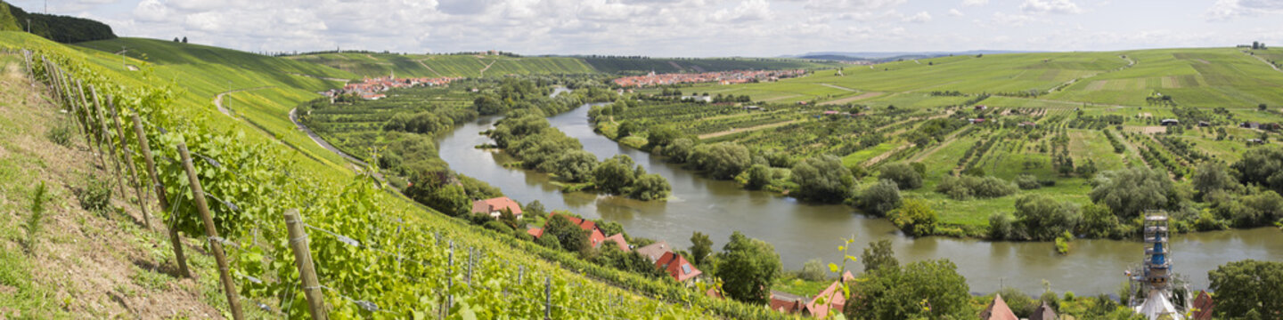 weinreben in unterfranken an der mainschleife