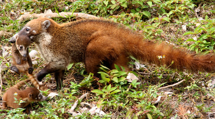 Coatimundi baby, Tikal, Mayan ruins, Guatemala, Central-America